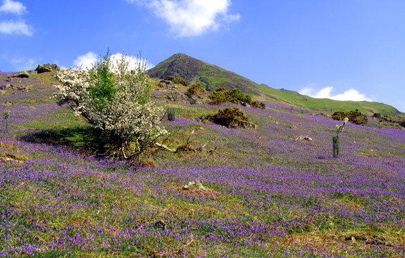 Bluebells at Rannerdale in the Lake District 