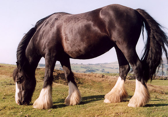 A horse grazing on Cold Fell in the Lake District